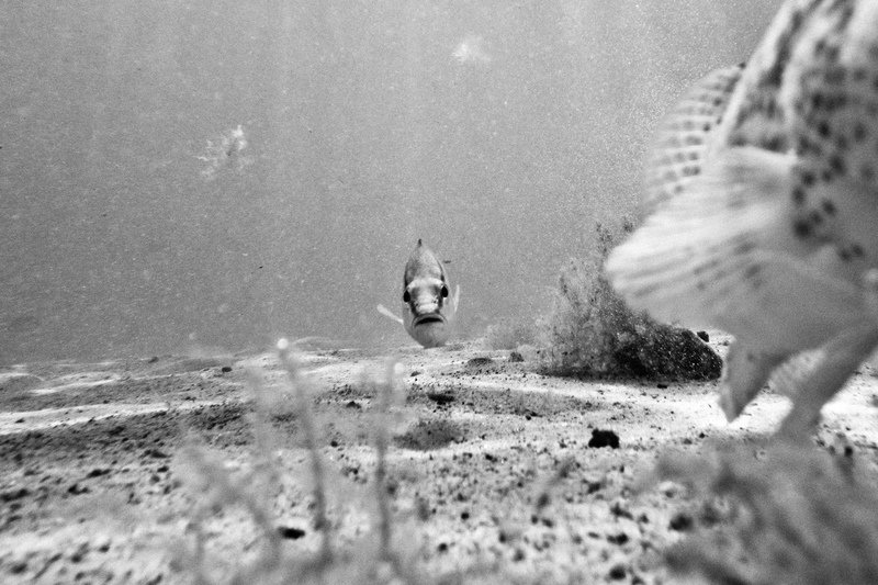 Bahia de Los Angeles, 2011